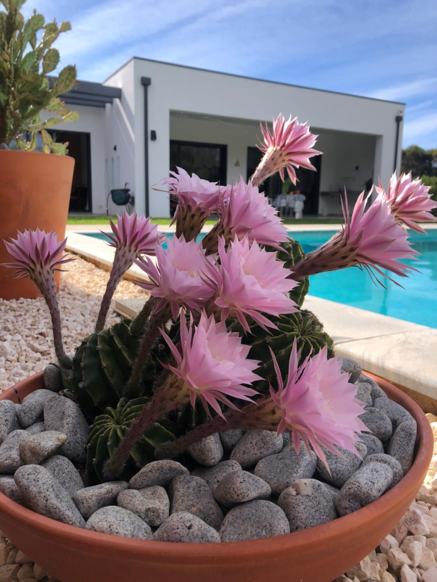 Casa Penina Bed & Breakfast Alvor Luaran gambar